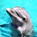 Dauphin